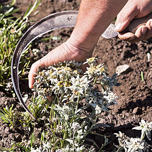 Weleda Edelweiss Protección solar facial, FPS 30, 50 ml