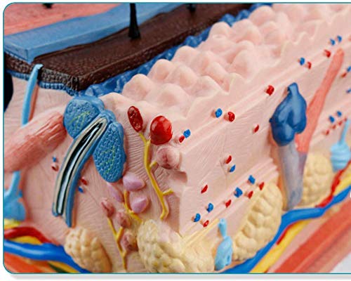 ZYQ Modelo de estructura de la piel, Modelo de anatomia de los recursos de aprendizaje - Modelo humano anatomico cientifico - Modelo de herramienta de demostracion de ensenanza para la escuela de medicina