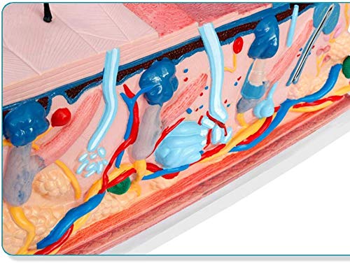 ZYQ Modelo de estructura de la piel, Modelo de anatomia de los recursos de aprendizaje - Modelo humano anatomico cientifico - Modelo de herramienta de demostracion de ensenanza para la escuela de medicina