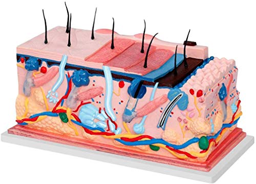 ZYQ Modelo de estructura de la piel, Modelo de anatomia de los recursos de aprendizaje - Modelo humano anatomico cientifico - Modelo de herramienta de demostracion de ensenanza para la escuela de medicina