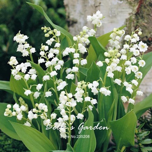 50pcs del lirio blanco de las semillas del valle Convallaria majalis perenne de flores del jardín de las semillas de flor de Bonsai Hermosa planta de bricolaje
