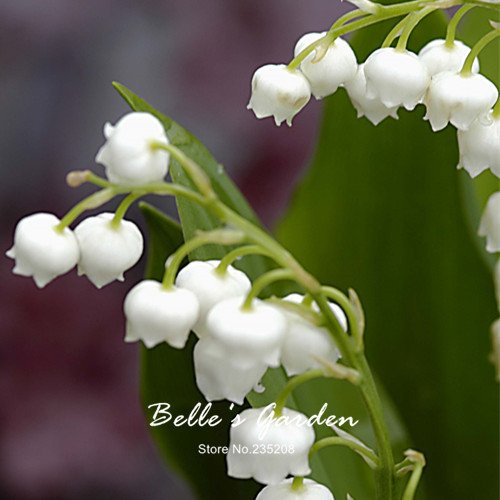 50pcs del lirio blanco de las semillas del valle Convallaria majalis perenne de flores del jardín de las semillas de flor de Bonsai Hermosa planta de bricolaje