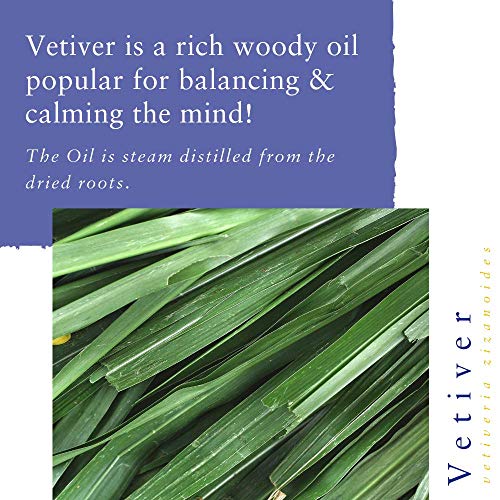 Absolute Aromas Aceite Esencial de Vetiver 10ml - 100% Puro, Natural, Sin diluir y Libre de Crueldad Animal - Para usar en un difusor y en mezclas de aromaterapia