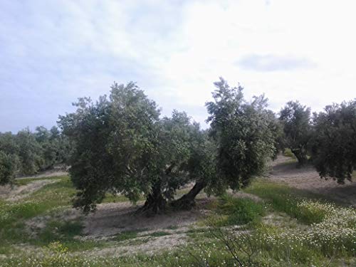 Aceite de Oliva Virgen Extra Pagos de Toral Cosecha Selecta en 5 litros- Variedad Picual y de Jaén. Primera presión en frio de cosecha propia familiar