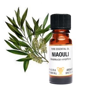 Aceite Esencial de Niaouli Pure en una botella de cristal ámbar (10 ml dropper by ánfora Aromatics; Antiséptico, Clearing. Buenos para un frío o Chill – se vende por Espiritual Regalos. Normalmente envío dentro de 2 días laborables.