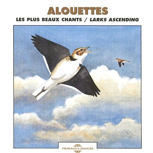 Alouette calandre Huesca