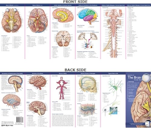 Anatomical Chart Company's Illustrated Pocket Anatomy: Anatomy of the Brain Study Guide (Study Guide)