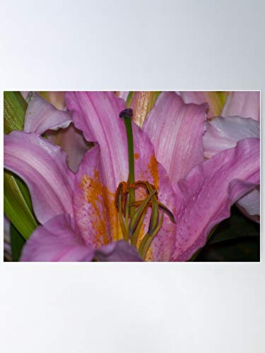 Bdsf Pollen Sunny Pink Bonaire Lily El póster de decoración de interiores más impresionante y elegante disponible en tendencia ahora