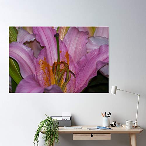 Bdsf Pollen Sunny Pink Bonaire Lily El póster de decoración de interiores más impresionante y elegante disponible en tendencia ahora