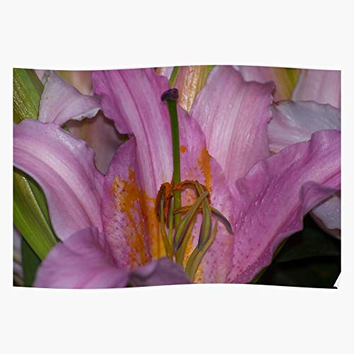 Bdsf Pollen Sunny Pink Bonaire Lily El póster de decoración de interiores más impresionante y elegante disponible en tendencia ahora