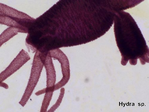 Bresser muestras preparadas 50 pcs. Caja