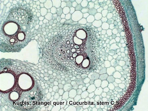 Bresser muestras preparadas 50 pcs. Caja