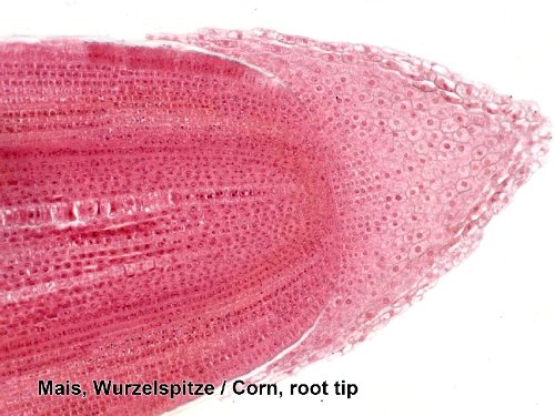 Bresser muestras preparadas 50 pcs. Caja