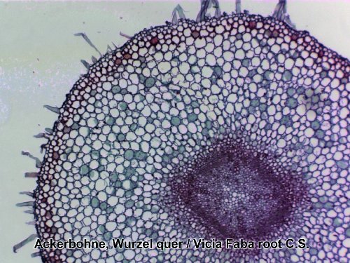 Bresser muestras preparadas 50 pcs. Caja