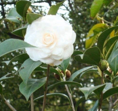 Camelia blanca japonesa (Camellia japonica) la planta del árbol -USA- 5 semillas