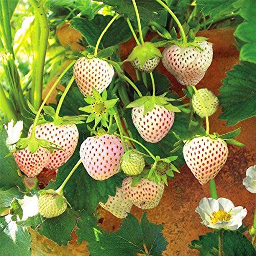 CER0T Egrow 100 piezas/paquete de semillas blancas de la fresa de jardín cubierta de la semilla Bonsai Orgánica Fragaria fruta