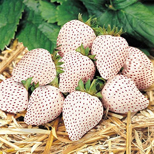 CER0T Egrow 100 piezas/paquete de semillas blancas de la fresa de jardín cubierta de la semilla Bonsai Orgánica Fragaria fruta