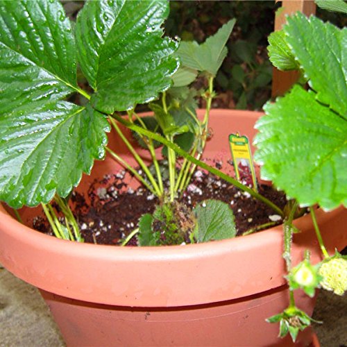 CER0T Egrow 100 piezas/paquete de semillas blancas de la fresa de jardín cubierta de la semilla Bonsai Orgánica Fragaria fruta