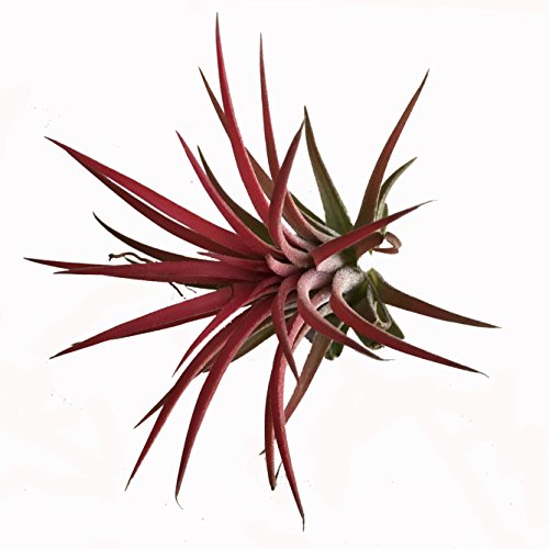 Clavel del aire - Color rojo - Tillandsia aérea - Planta viva - (Envíos sólo a Península)