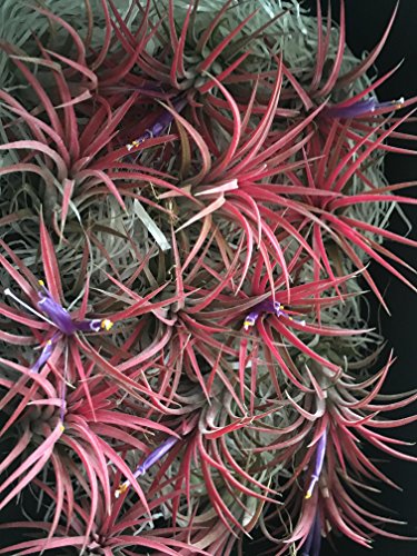 Clavel del aire - Color rojo - Tillandsia aérea - Planta viva - (Envíos sólo a Península)