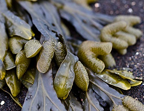 CULTIVERS Force-Mar Eco 1 Kg. Abono Orgánico Ecológico 100% Algas Marinas polvo soluble. Extracto de algas 100%. Fertilizante Bioactivador a base de extractos de Ascophyllum nodosum.