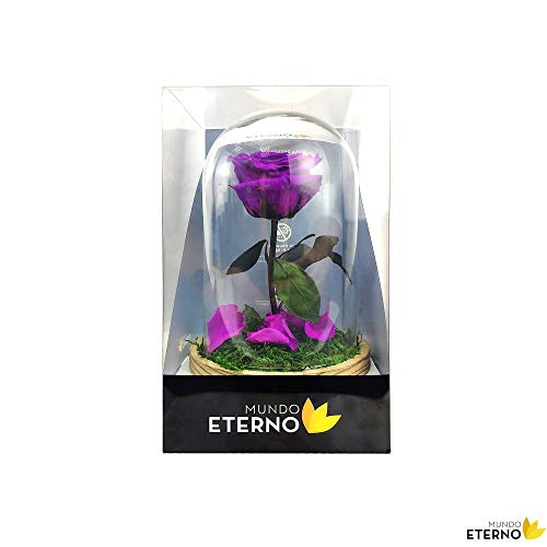 Cúpula Bella y Bestia Rosa Eterna Preservada Lila Oscuro