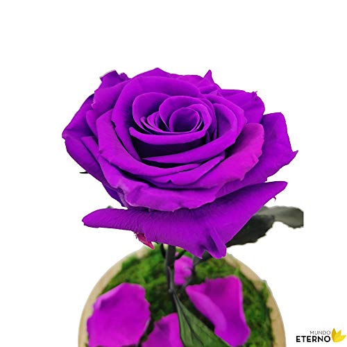 Cúpula Bella y Bestia Rosa Eterna Preservada Lila Oscuro