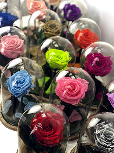 Cúpula Bella y Bestia Rosa Eterna Preservada Lila Oscuro