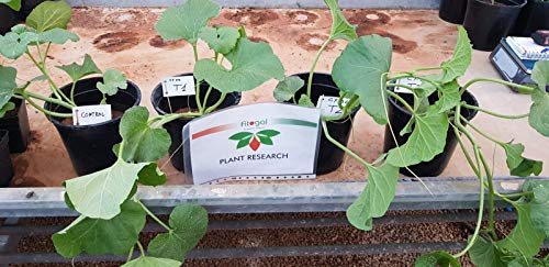 Fitogal Radikal Green Ultra Plus. Envase 5 L. Herbicida de acción total sistémico no Residual para el control de malezas. Glifosato concentrado 36%. Post emergencia.