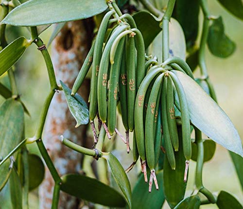 FRISAFRAN - Vaina de vainilla de Madagascar ecologica (1 Unidad)