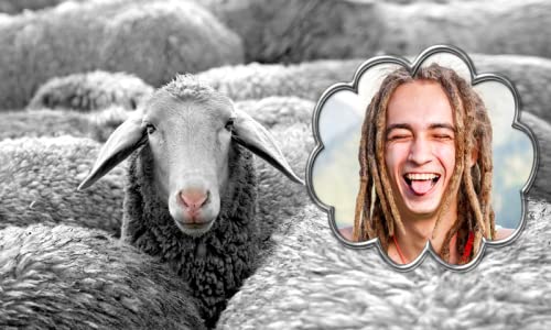 Funny Animals Photo Frames