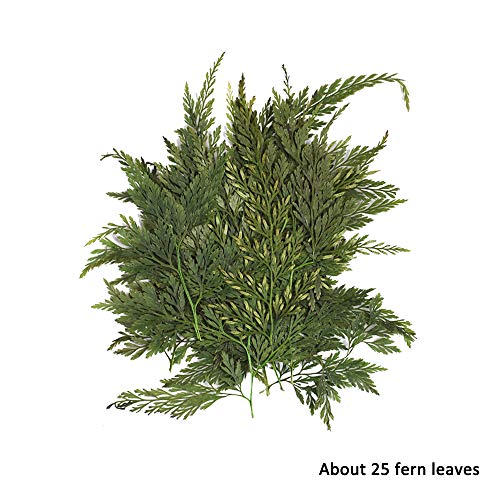 Gobesty Flor prensada, Flores secas Naturales Mixtas DIY Arte Floral Decoraciones de Regalo Follaje Floral Artcraft para Craft Scrapbook Decoración de la Caja del teléfono