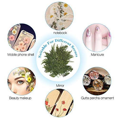 Gobesty Flor prensada, Flores secas Naturales Mixtas DIY Arte Floral Decoraciones de Regalo Follaje Floral Artcraft para Craft Scrapbook Decoración de la Caja del teléfono