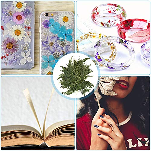 Gobesty Flor prensada, Flores secas Naturales Mixtas DIY Arte Floral Decoraciones de Regalo Follaje Floral Artcraft para Craft Scrapbook Decoración de la Caja del teléfono