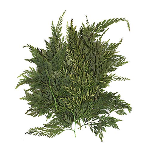 Gobesty Flor prensada, Flores secas Naturales Mixtas DIY Arte Floral Decoraciones de Regalo Follaje Floral Artcraft para Craft Scrapbook Decoración de la Caja del teléfono