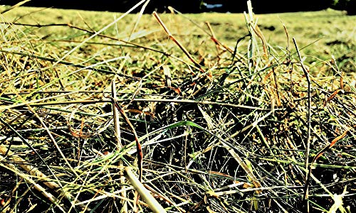 Heu-Heinrich® 4 x 1 kg Bio – Bergwiesen – Hierbas Héroes del parque natural Turingia Bosque para conejos cobayas roedores