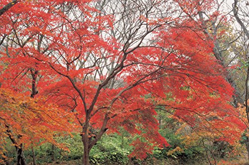 Hoya y1ra60082 Rojo Enhancer Intensifier RA60 Filtro de 82 mm Transparente