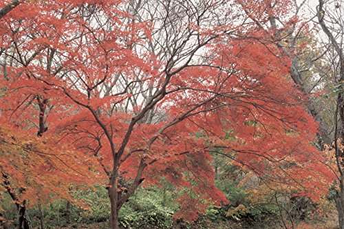 Hoya y1ra60082 Rojo Enhancer Intensifier RA60 Filtro de 82 mm Transparente