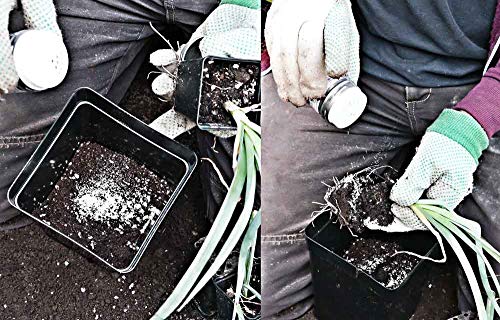 Hubey MT Mix – 50 g – para vacunar las raíces – activador de raíces – micorrítiza, trichoderma, bacterias de raíz