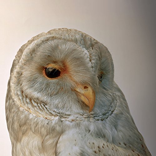 I Used Not to Be Able to Read on Buses (feat. Kit Downes)