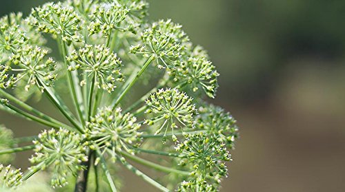 Indigo Herbs Té de Dong Quai Raíz 50g