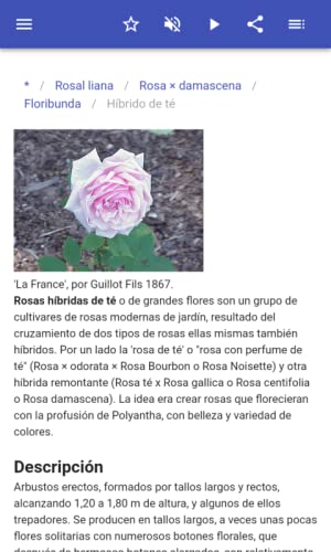 Las variedades de rosas