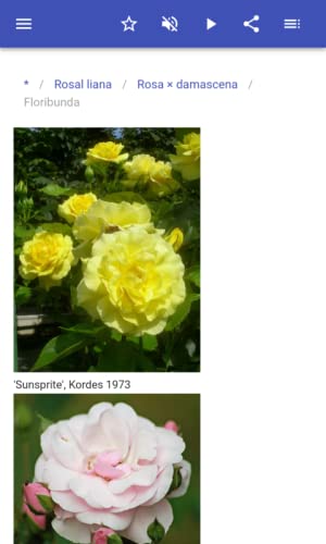 Las variedades de rosas