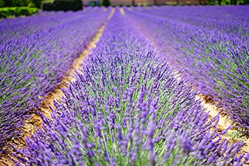 Lavanda 150 semillas - Lavandula angustifolia - planta de jardín muy popular con aroma aromático