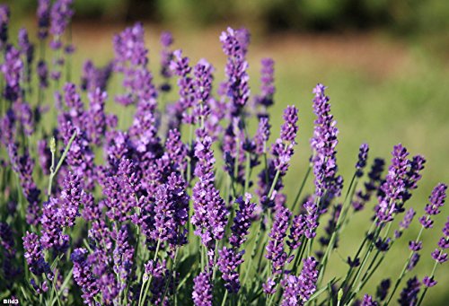 Lavanda 150 semillas - Lavandula angustifolia - planta de jardín muy popular con aroma aromático