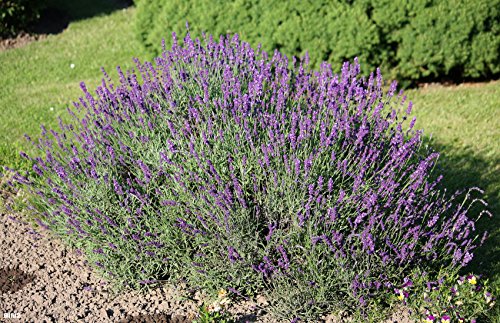 Lavanda 150 semillas - Lavandula angustifolia - planta de jardín muy popular con aroma aromático