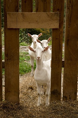 Leche de cabra loción calmante del cuero cabelludo 400ml Por Elegance Natural Skin Care Psoriasis el Eczema piel seca dermatitis rosácea Sensible