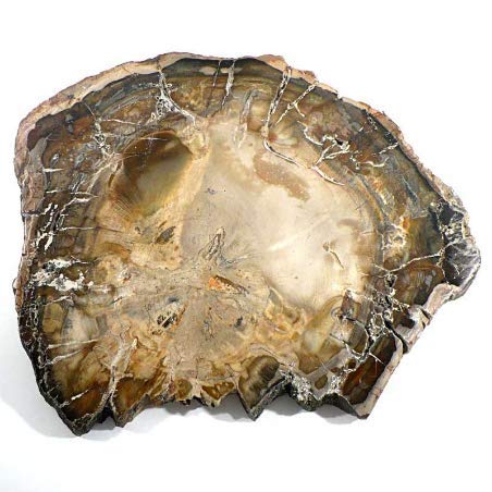 Madera fósil de 3 a 5 CM piedra bruta de litoterapia y de colección