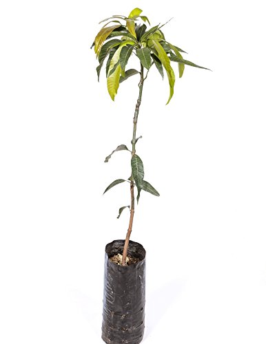 Mango planta - Maceta tubo - Altura aprox. 1,30m. - Planta viva - (Envío sólo a Península)