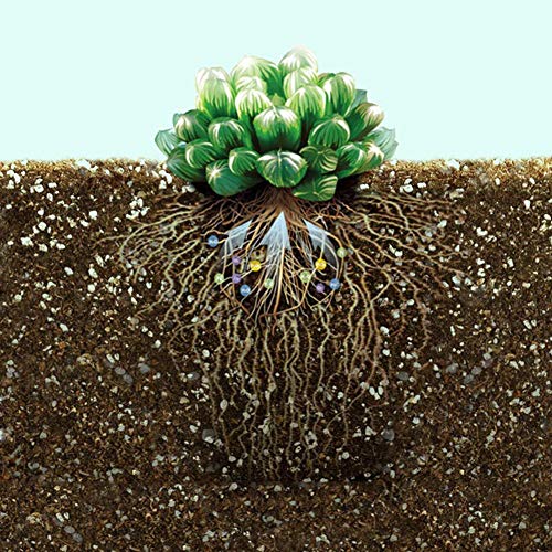 Mezcla de suelo de plantas suculentas de cactus, tierra para macetas de jardín casero Cactus cultivados, suelo de coco que ahorra agua （35.2 oz / 1000 g / 6 litros）